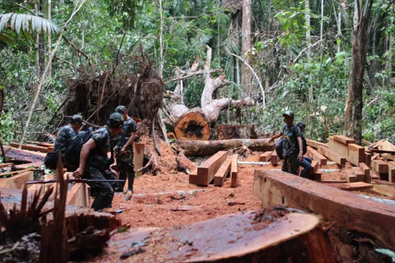 Crece la deforestación en Perú: más de 3.2 millones hectáreas de bosques se perdieron desde el 2001