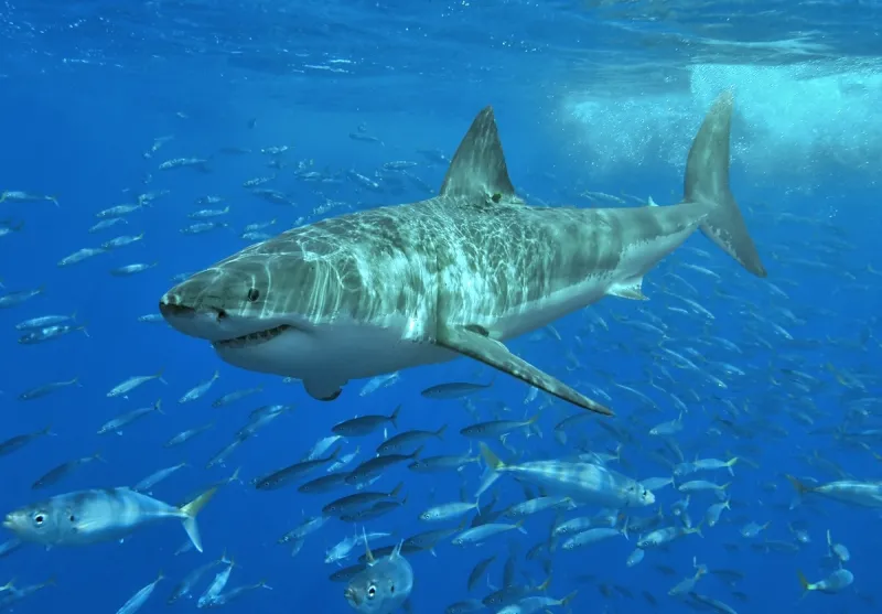 Un tiburón blanco de cuatro metros y medio mata a un pescador en Australia: es la tercera víctima en un mes