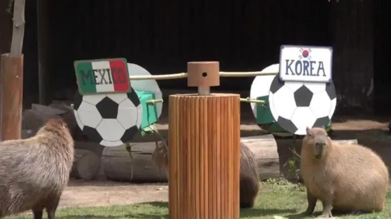 Animales de un zoológico en Guadalajara pronostican a los ganadores del Mundial