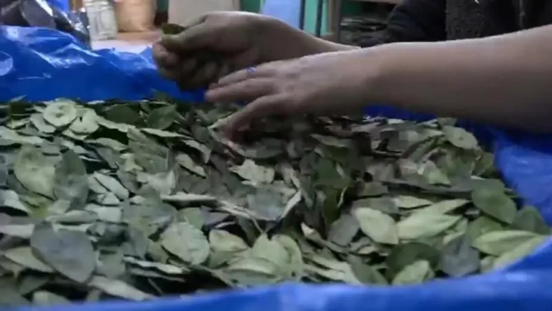 Caen los precios de la hoja de coca por los bloqueos en Bolivia