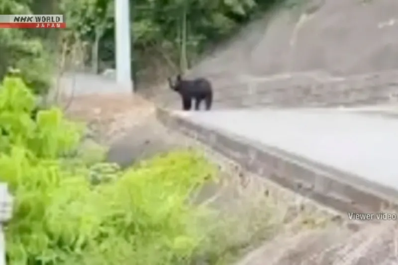 Capturan al oso que provocó el cierre de casi 100 escuelas en Utsonomiya (Japón)