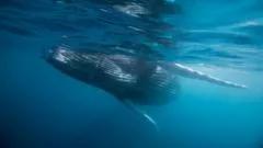 "Es un descubrimiento realmente único": el inesperado hallazgo de un cementerio de ballenas de hace 5 millones de años en el Índico