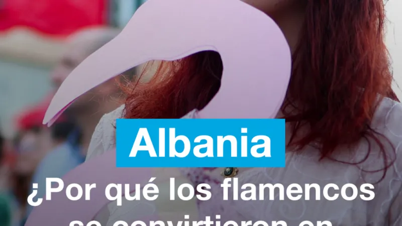 ¿Por qué los flamencos se convirtieron en símbolo de las protestas en Albania?
