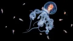 Las impresionantes imágenes de criaturas marinas que logra la intrépida buceadora que se sumerge en el mar de noche