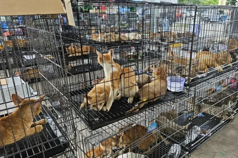 Rescatan en Vietnam a 400 gatos cuya carne iba a ser vendida para consumo humano
