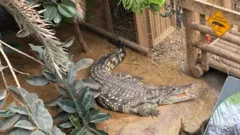 El escalofriante caso del hombre que arrojó a un niño de 3 años al foso de los cocodrilos en un zoológico de Reino Unido