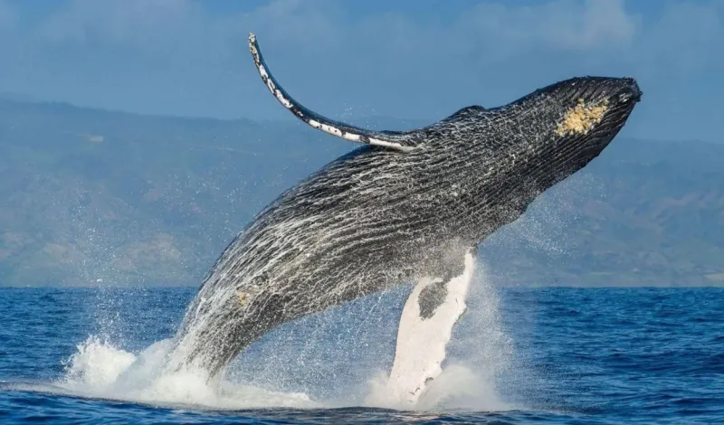 Avistamiento de ballenas en Perú: temporada 2026 iniciará sin ley de protección