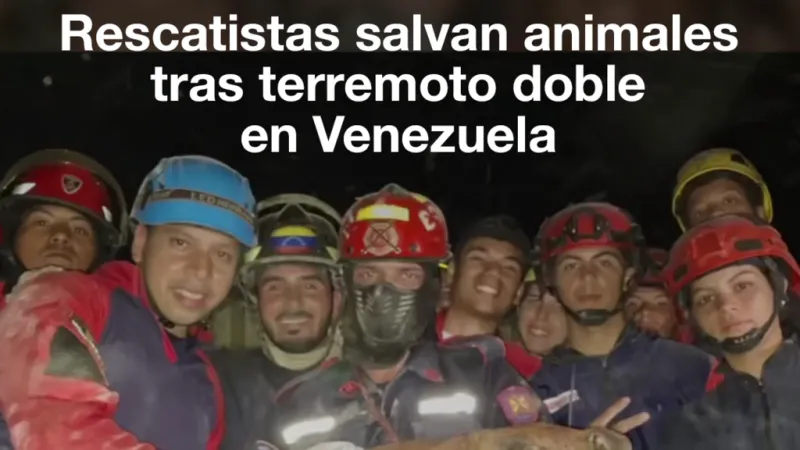 Rescatistas y ciudadanos salvan animales tras terremoto doble en Venezuela