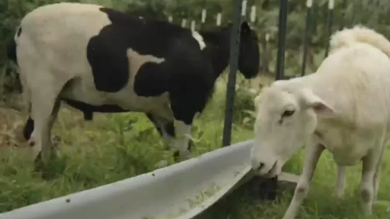 Pequeños agricultores desafían a las grandes corporaciones en Estados Unidos