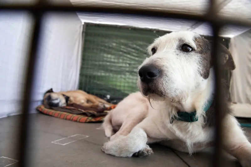 Hallan al menos 117 perros muertos en un refugio "sin sacrificio" de California