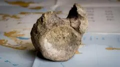 Encuentran el primer hueso de un dinosaurio de la Antártida... en un cajón