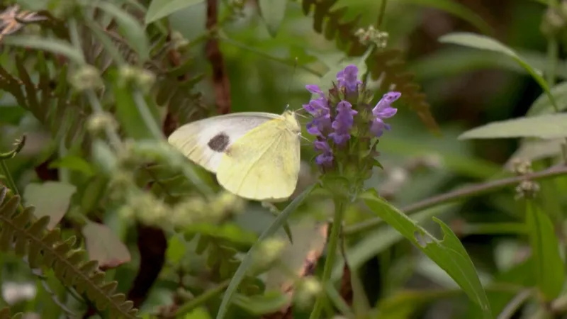 España: activistas en Canarias luchan por salvar de la extinción a una mariposa endémica