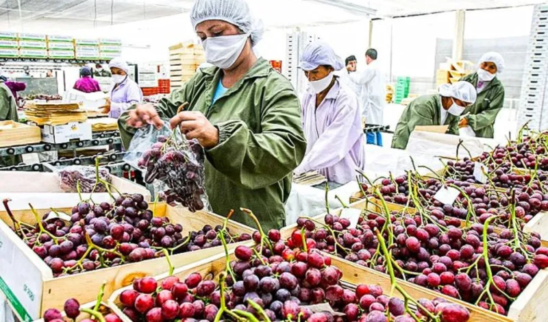 Perú superó los US$15.000 millones en agroexportaciones el 2025