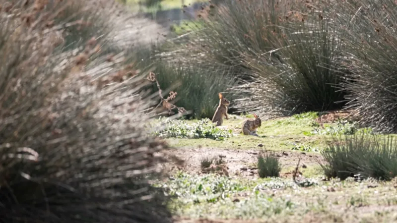 Australia: millones de conejos amenazan uno de los ecosistemas más frágiles del planeta