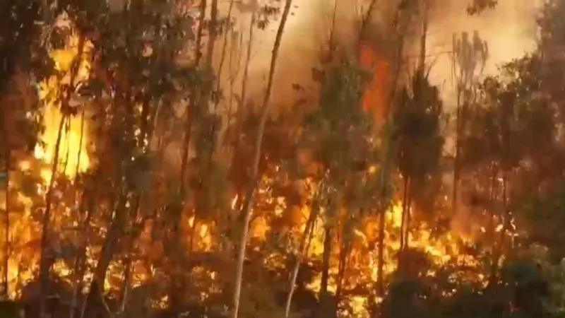 Portugal en emergencia: ola de calor desata incendios forestales