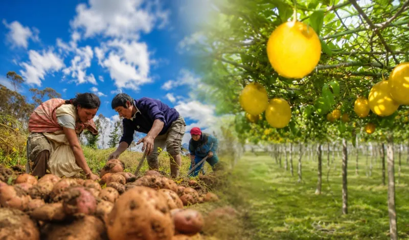 Agro peruano creció 2% en mayo: ¿qué cultivos y productos impulsaron el avance de la producción?