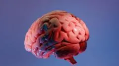 El revolucionario "atlas" que está ayudando a los científicos a mapear la última frontera del cerebro
