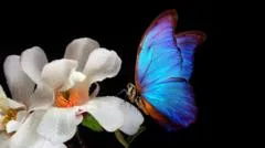 Las astutas técnicas de las flores para atraer a los insectos y que les ayuden a reproducirse