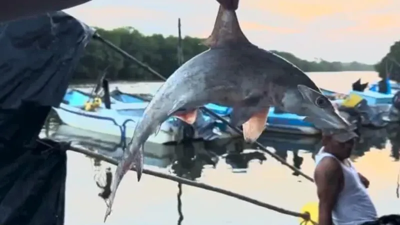 La sobrepesca en Guatemala pone en riesgo a los tiburones del pacífico