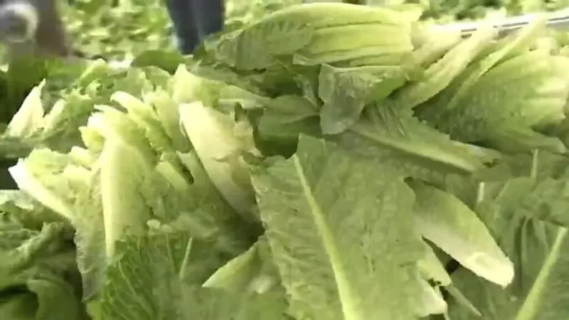 EE. UU. sigue en alerta por brote de ciclosporiasis ligado a lechuga contaminada