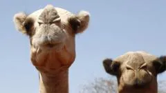"Les salen ampollas en las patas y la arena les quema la piel": ni los camellos se libran de los efectos del aumento de temperaturas en África