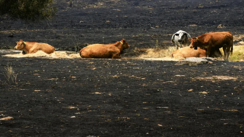 "Los últimos de la lista": la batalla por salvar a cientos de animales cercados por el fuego en España