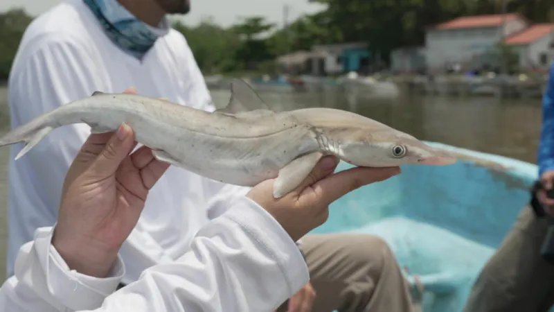 El tiburón martillo, un gigante que nace a la par de los manglares