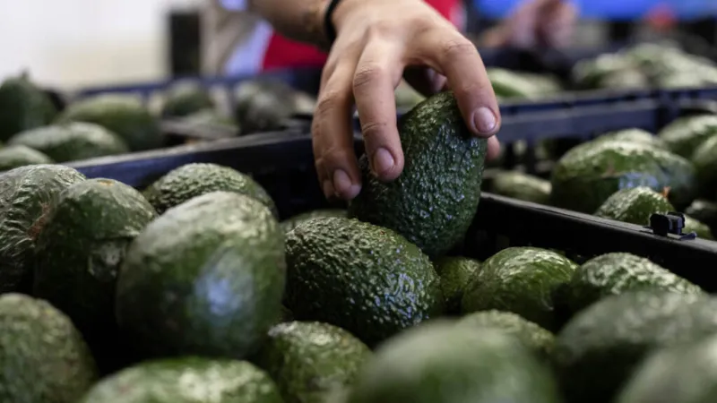 Estados Unidos suspende importaciones de aguacate de Michoacán por amenaza de violencia