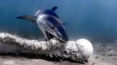"Los contenedores de basura del océano": la dieta salvaje de los tiburones más temibles
