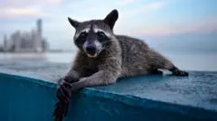 Evolución extrema: los animales que se transforman a gran velocidad para sobrevivir