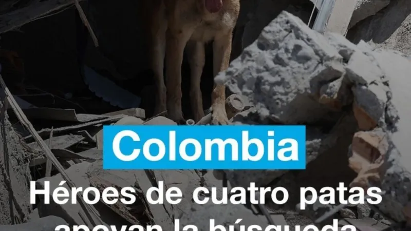 Colombia: héroes de cuatro patas apoyan búsqueda de sobrevivientes