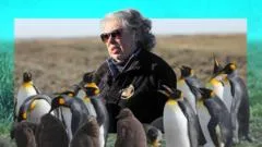La maestra de preescolar que lo dejó todo y se convirtió en guardiana de 200 pingüinos rey en el sur de Chile