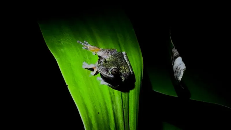 Costa Rica: descubren una nueva especie de rana, amante del café