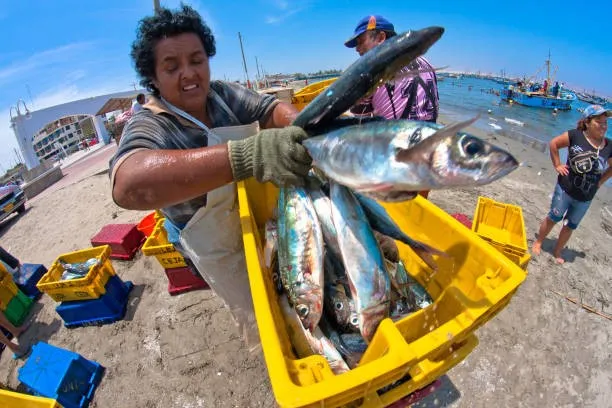 El Niño 2026: Urgen blindar la biodiversidad marina, la pesca y el turismo en el Perú