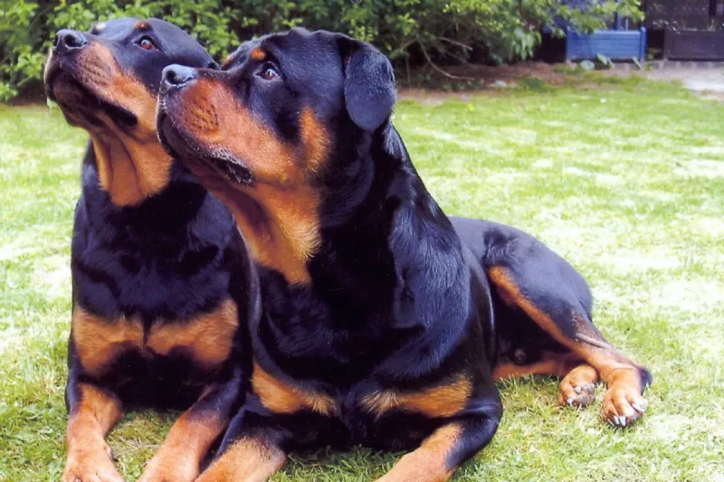 Muere un hombre de 72 años atacado por dos rottweilers en el sur de Italia