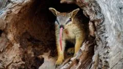 Numbats, los adorables animales que dan esperanza al país que es el epicentro mundial de la extinción de mamíferos