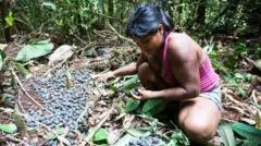 Qué son las chagras, las "granjas" en la selva tropical que desafían la agricultura moderna en Colombia y Ecuador