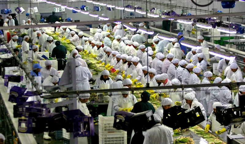 OCDE pide eliminar beneficio tributario de grandes agroexportadoras: pagan 15% de IR pese a su fuerte crecimiento