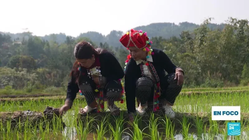 Sabiduría ancestral ante la crisis climática: el caso de los Hmong en Vietnam