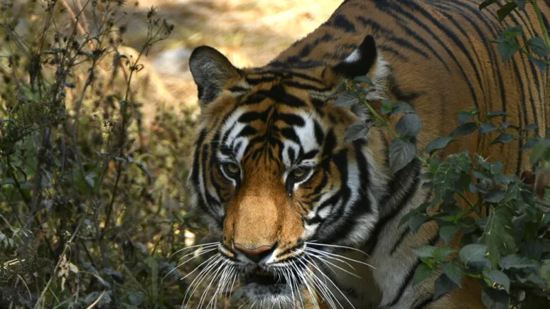 Nepal: ¿es posible convivir con la fauna salvaje?