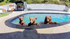 Compartimos casa con una familia de osos que se baña varios días a la semana en nuestra piscina