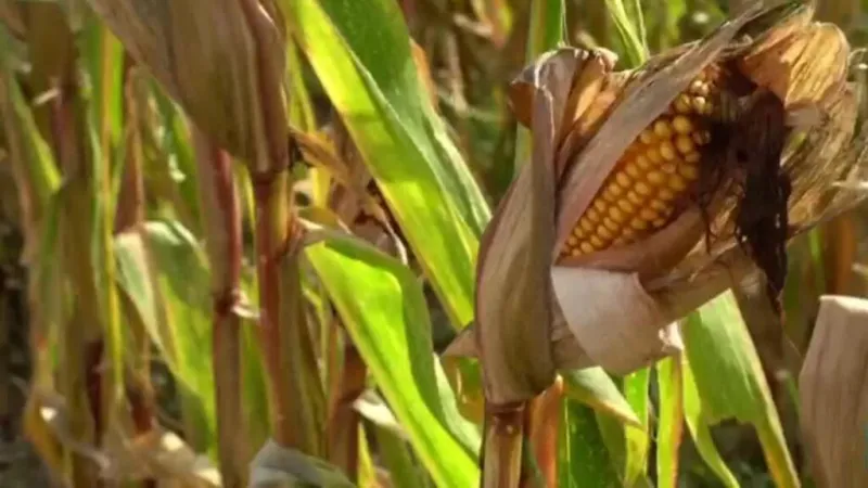 Ola de calor y sequías dejan al sector agrícola en crisis y genera preocupación en los agricultores